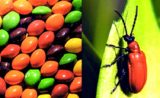 Ces ingrédients choquants que l’industrie alimentaire nous cache