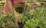 Cueillez vos propres légumes dans ce supermarché brésilien