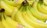La banane bientôt en voie de disparition