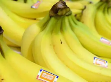 La banane bientôt en voie de disparition