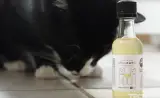 Votre chat a aussi le droit de picoler