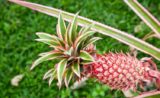 Des ananas de couleur rose bientôt disponibles aux Etats-Unis…