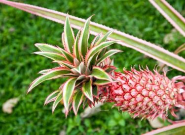 Des ananas de couleur rose bientôt disponibles aux Etats-Unis…