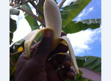La « figue pomme », la mini-banane au goût particulier