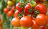 Quand la science redonne du goût à la tomate
