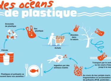 Quand vous mangez du poisson… vous mangez aussi du plastique !