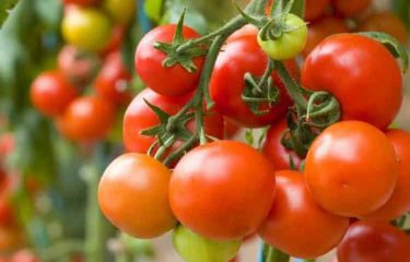 Quand la science redonne du goût à la tomate