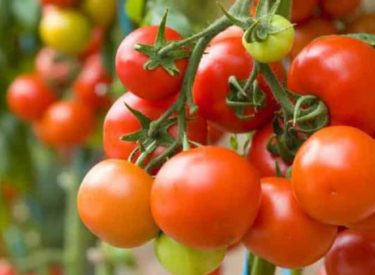 Quand la science redonne du goût à la tomate