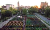 Cette grande ville renaît de ses cendres grâce à l’agriculture urbaine