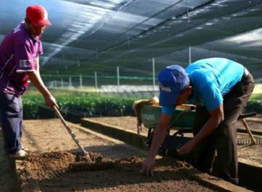 Starbucks s’engage à planter 100 millions d’arbres d’ici 2025 !