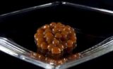 Le « coffee caviar », une explosion de saveurs !