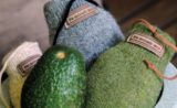 L’Avocado Sock, la chaussette pour un avocat parfaitement mûr